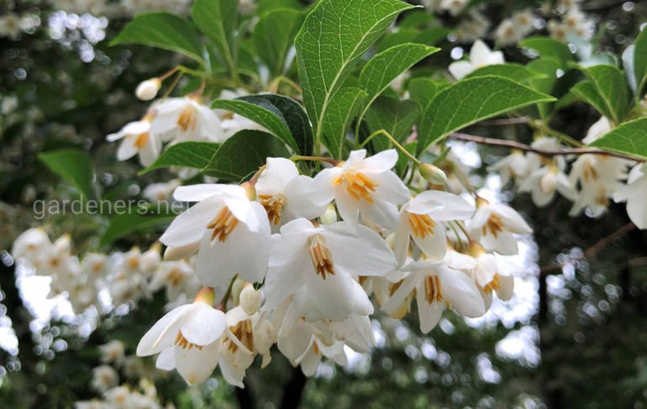 Стиракс японский