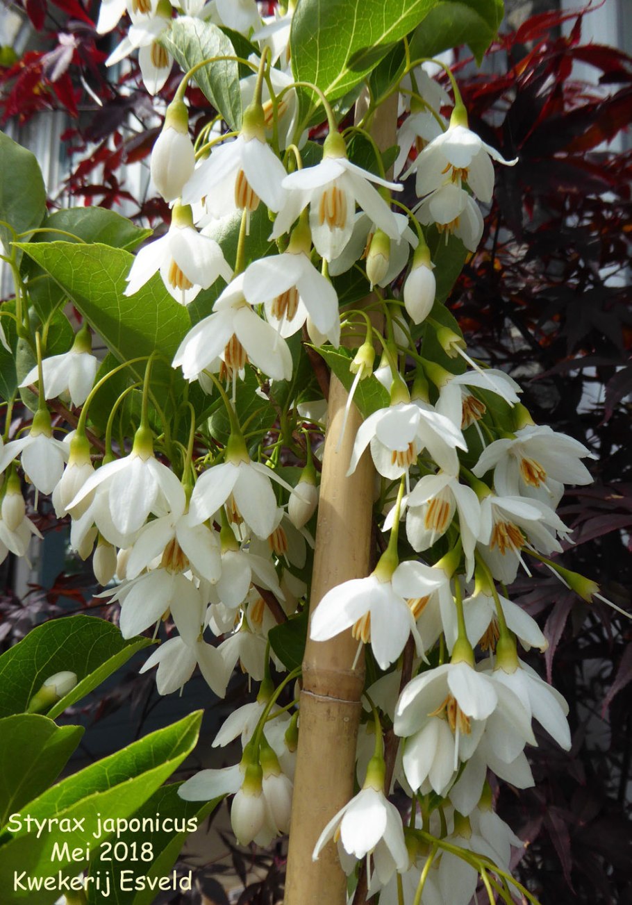 Халезия Каролинская (Halesia Carolina)