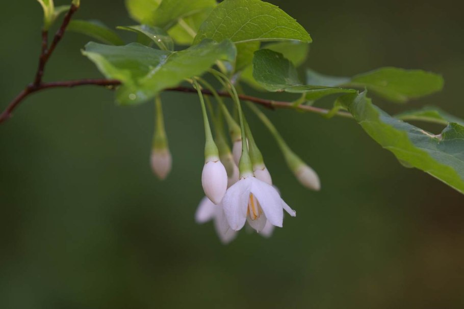 Styrax japonicus