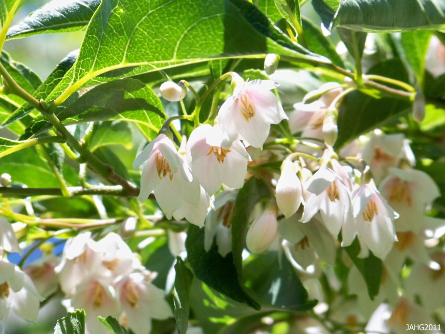 Halesia Carolina Ландышевое дерево
