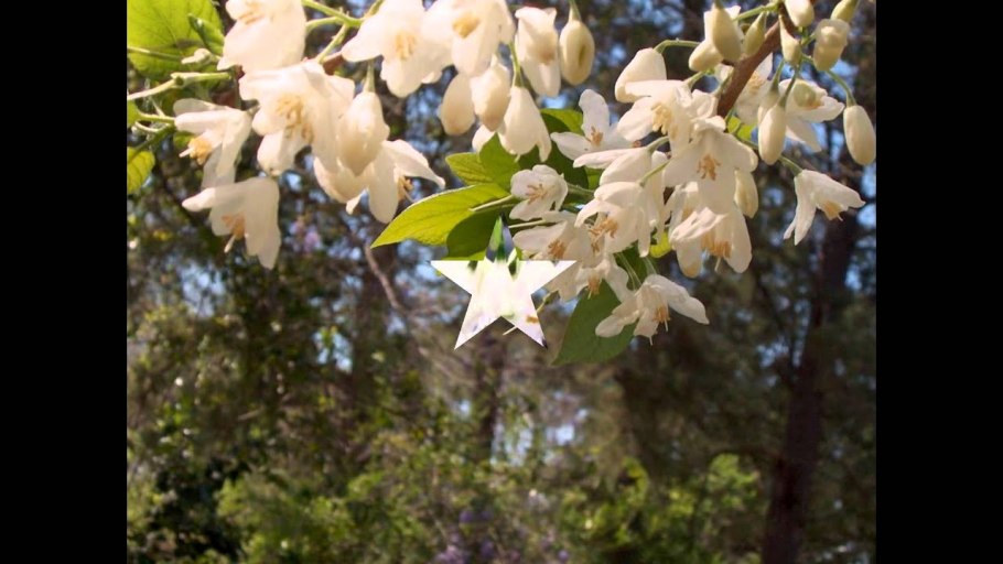 Галезия Ландышевое дерево