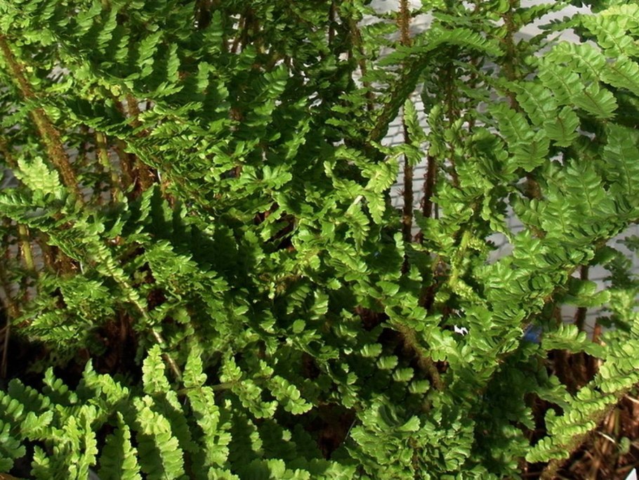 Папоротник dryopteris affinis