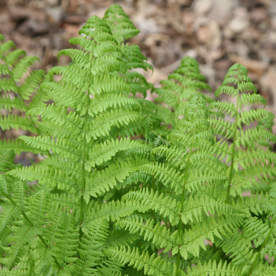 Папоротник dryopteris affinis