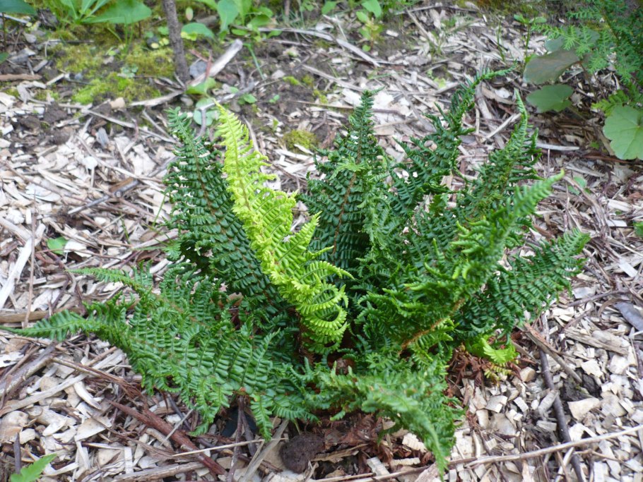 Папоротник dryopteris affinis