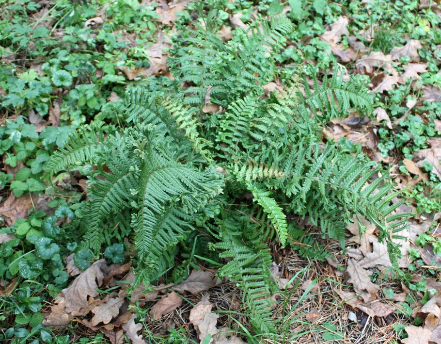 Щитовник родственный dryopteris affinis