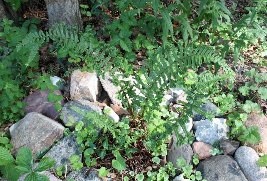 Щитовник dryopteris affinis