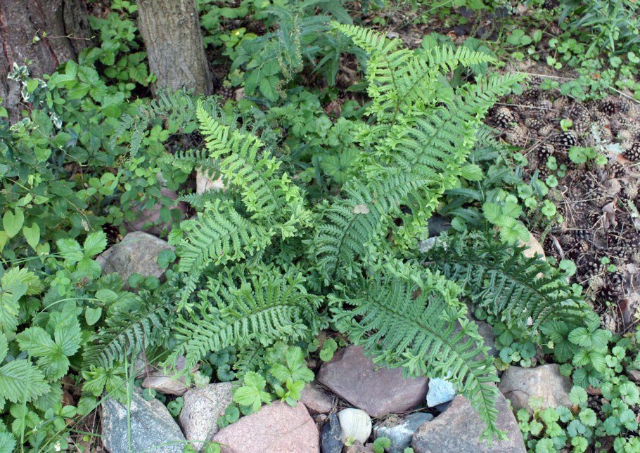 Щитовник Кристата