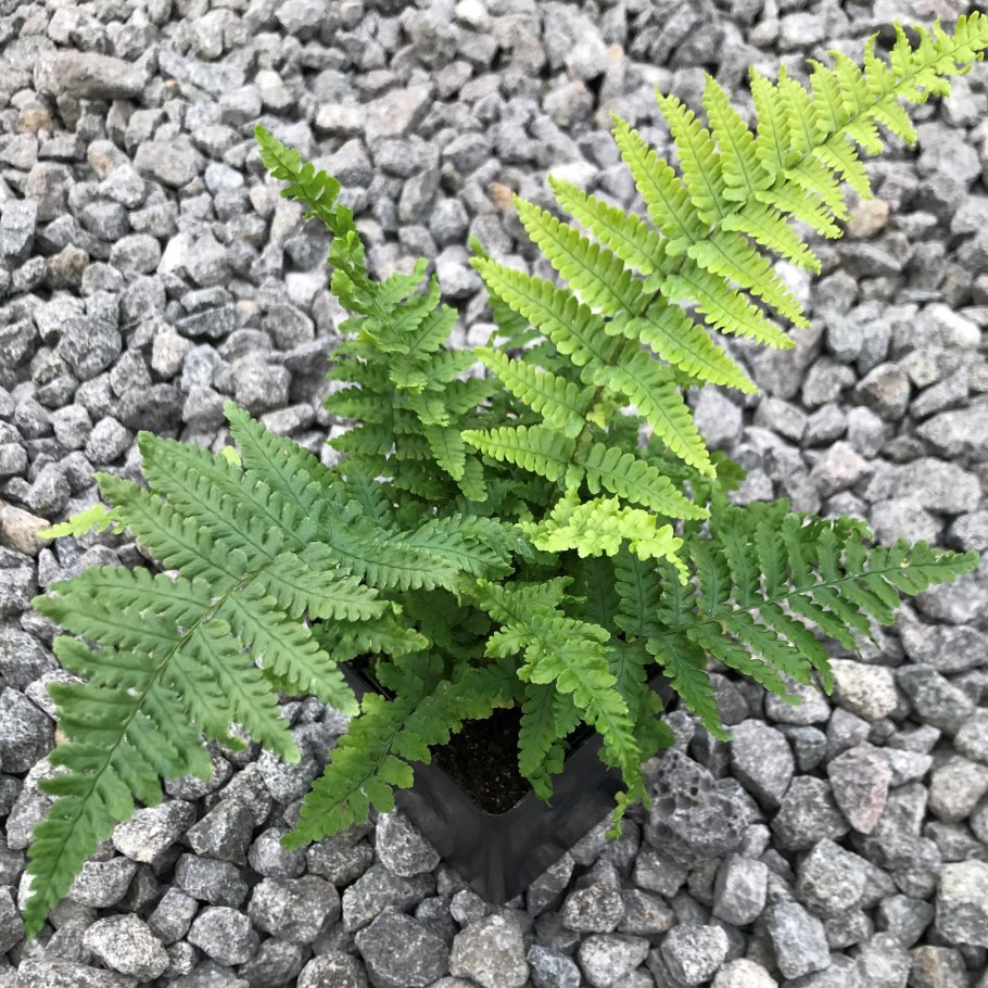 Щитовник dryopteris affinis