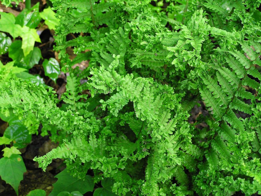 Папоротник dryopteris palmata