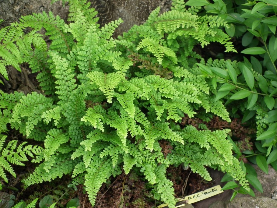 Щитовник Криспа Кристата cristata