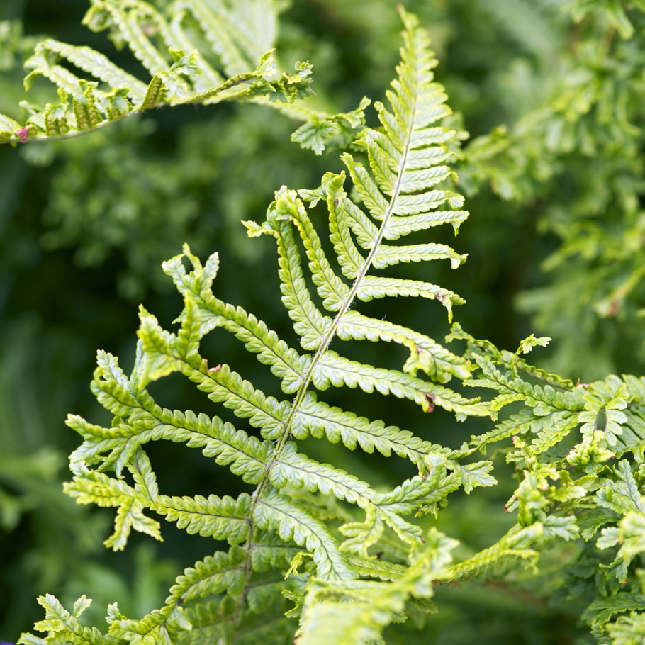 Щитовник гребенчатый