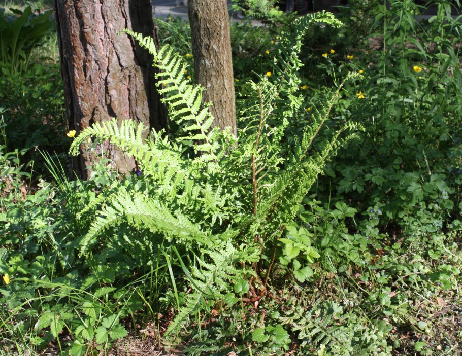 Dryopteris affinis 'cristata the King'