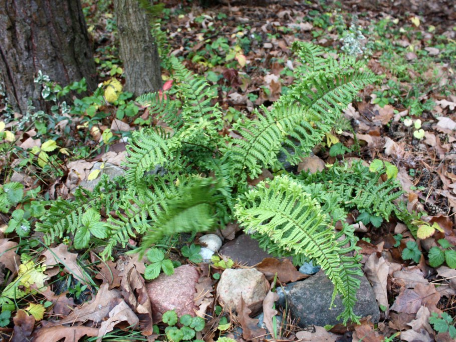 Папоротник dryopteris cordata