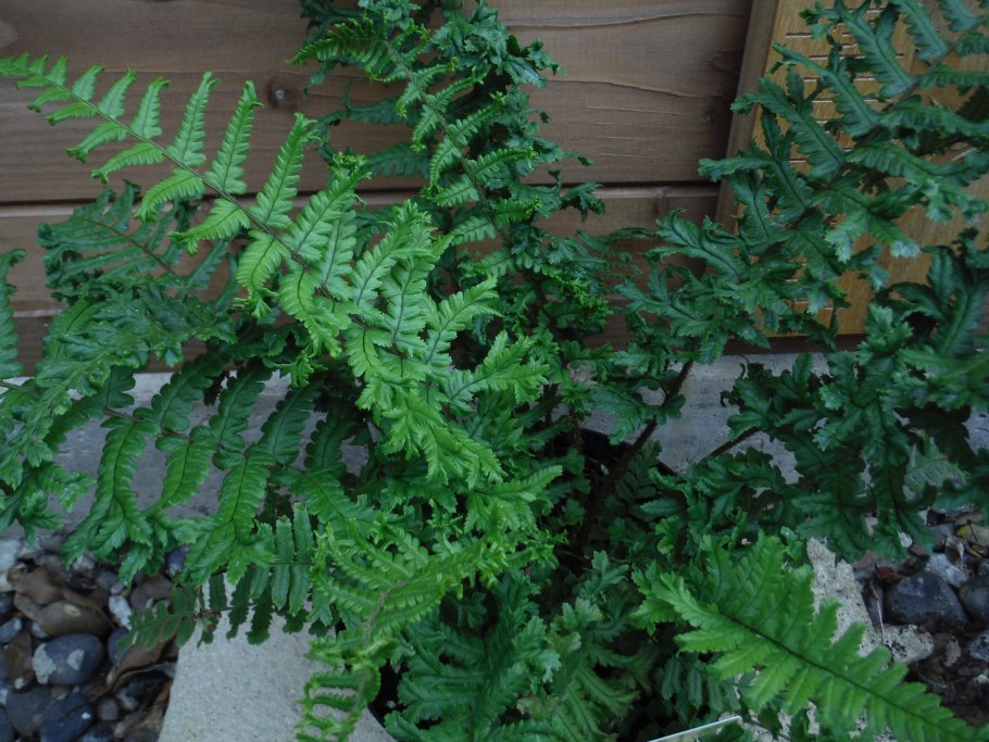 Папоротник Кристата Кинг