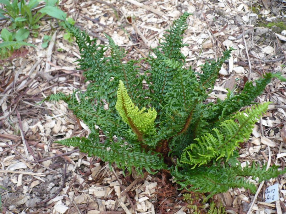 Щитовник криспа