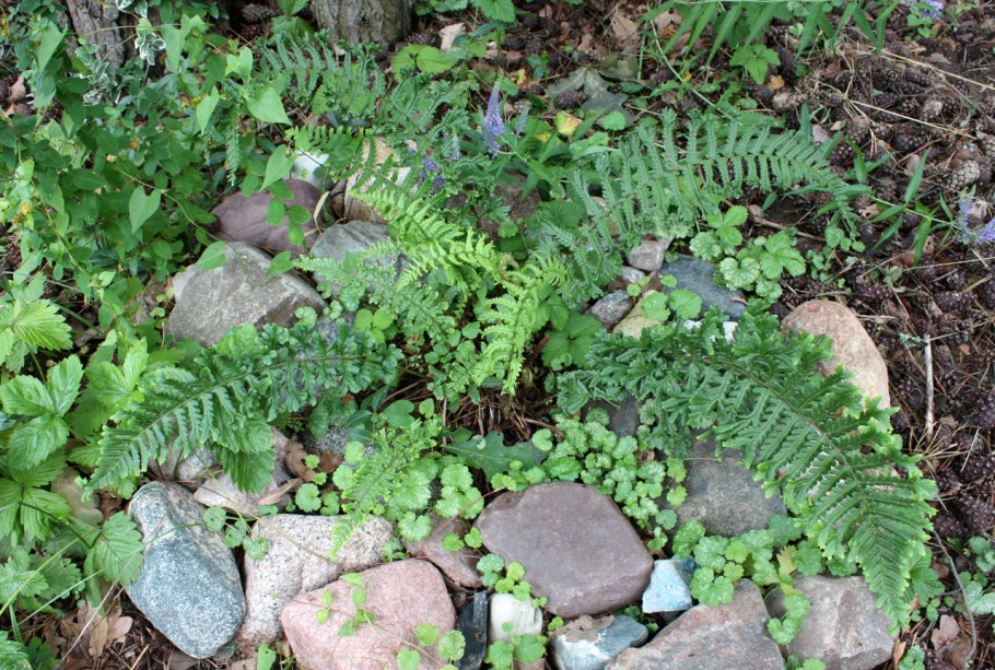 Щитовник родственный Кристата