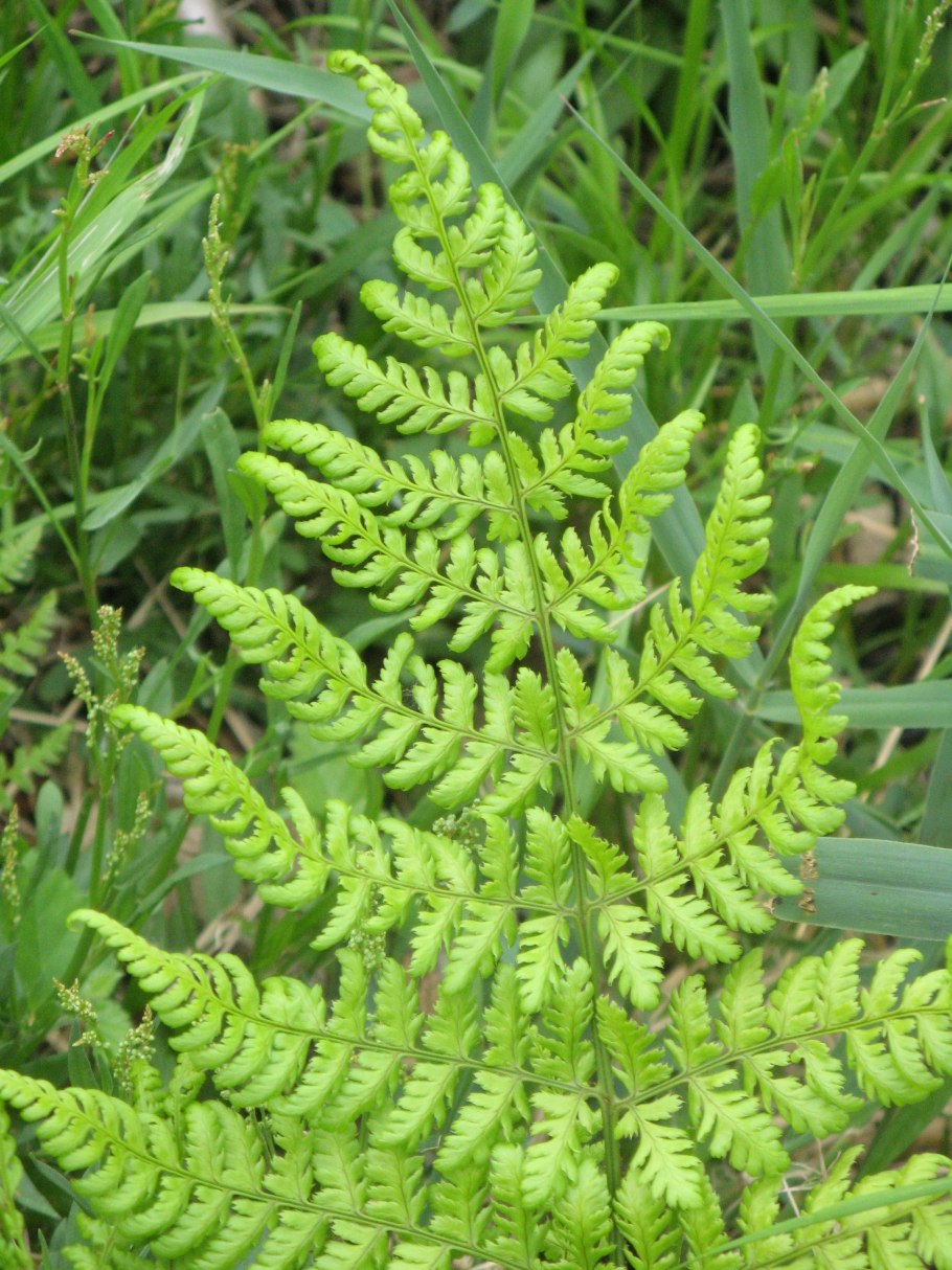 Щитовник родственный Кристата