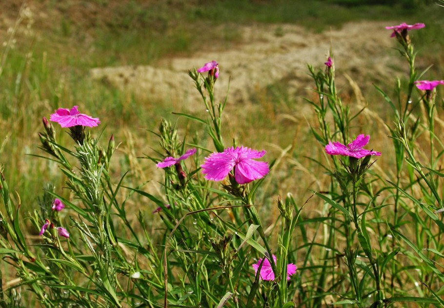 Гвоздика серовато-голубая (Dianthus gratianopolitanus
