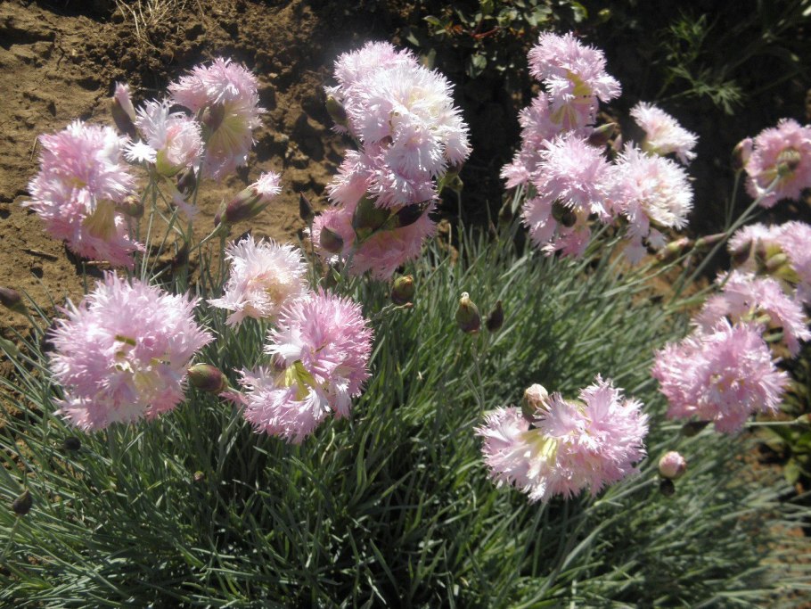 Гвоздика Мунлайт Мунаква