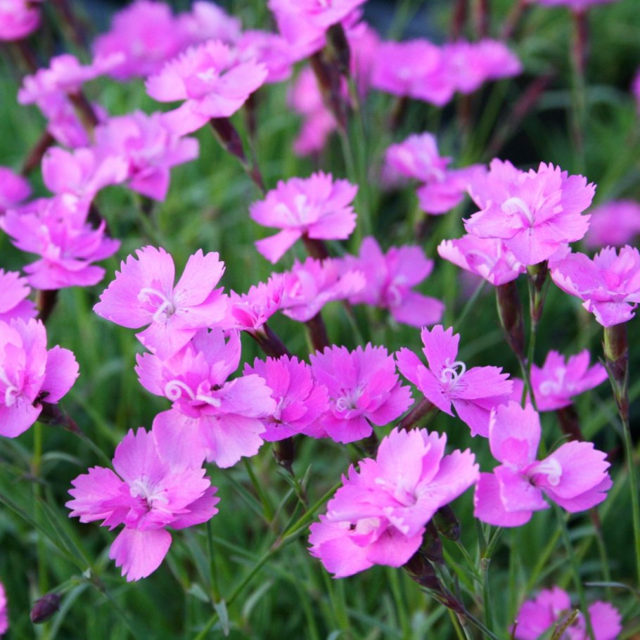 Гвоздика сосноволистная