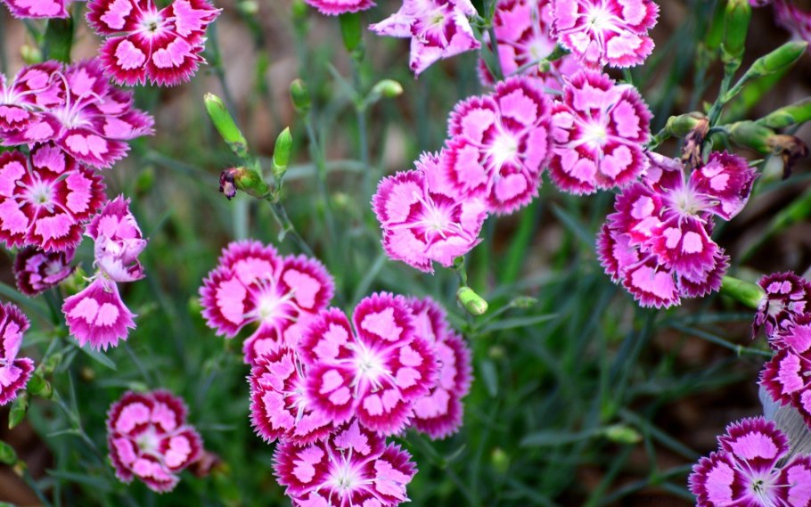 Гвоздика Альпийская Dianthus Alpinus