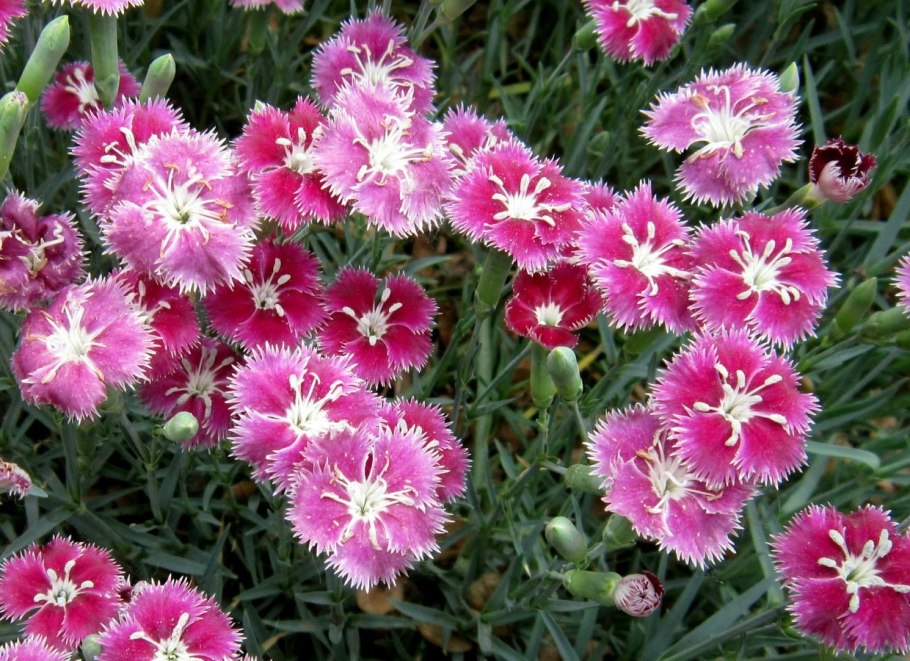 Гвоздика садовая шабо