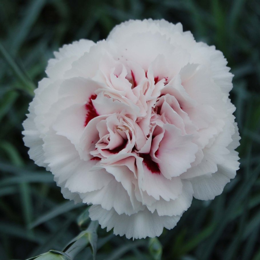 Dianthus ferrugineus