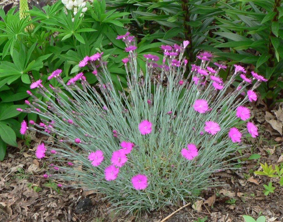 Гвоздика сизая Dianthus gratianopolitanus