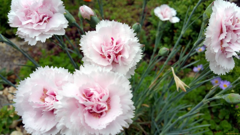 Гвоздика Борбаша