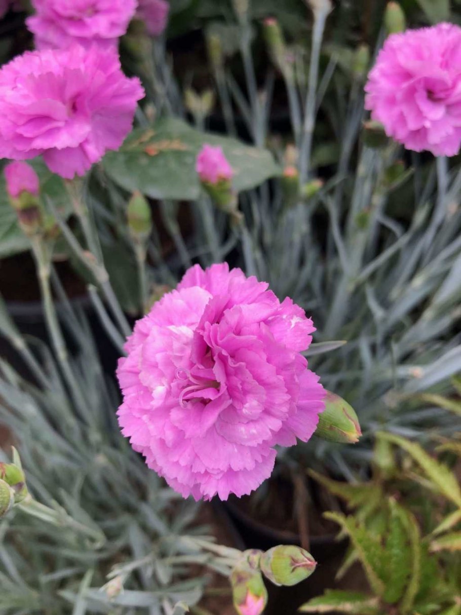 Гвоздика перистая махровая