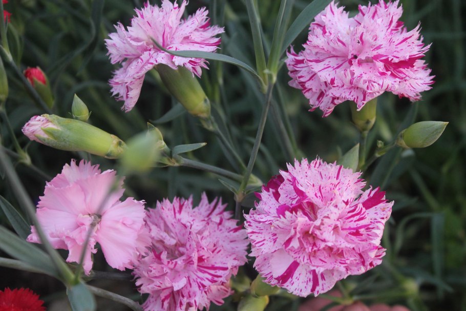 Гвоздика травянка (Dianthus deltoides)