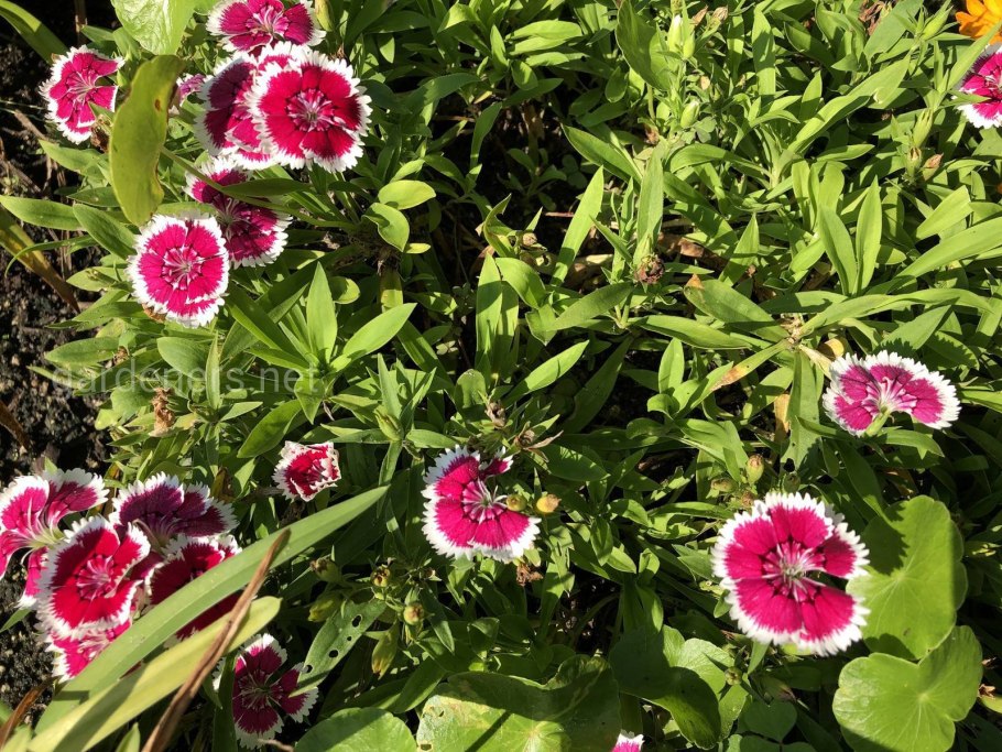 Dianthus chinensis гвоздика китайская