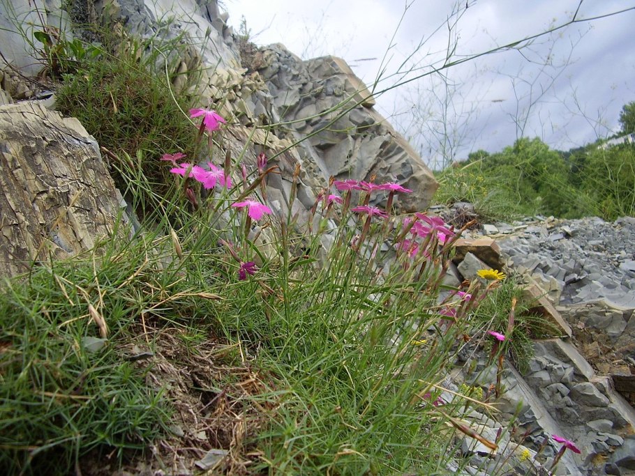 Dianthus gratianopolitanus