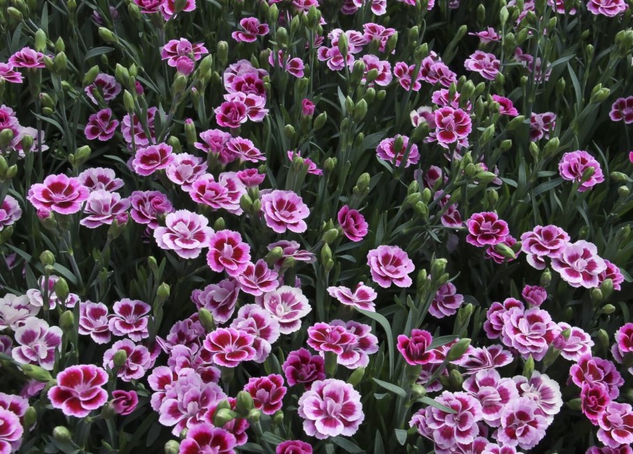 Гвоздика Альпийская Dianthus Alpinus