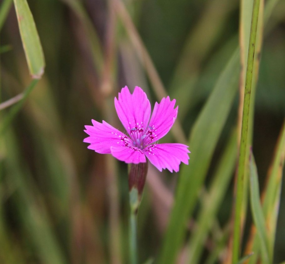 Гвоздика Борбаша — Dianthus borbasii Vandas