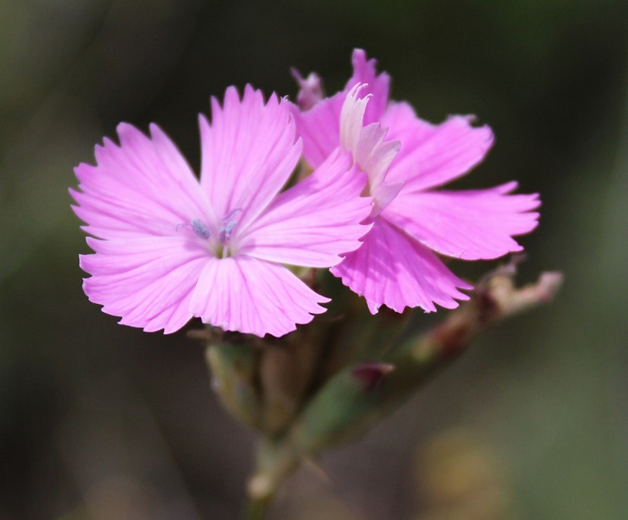 Гвоздика Борбаша