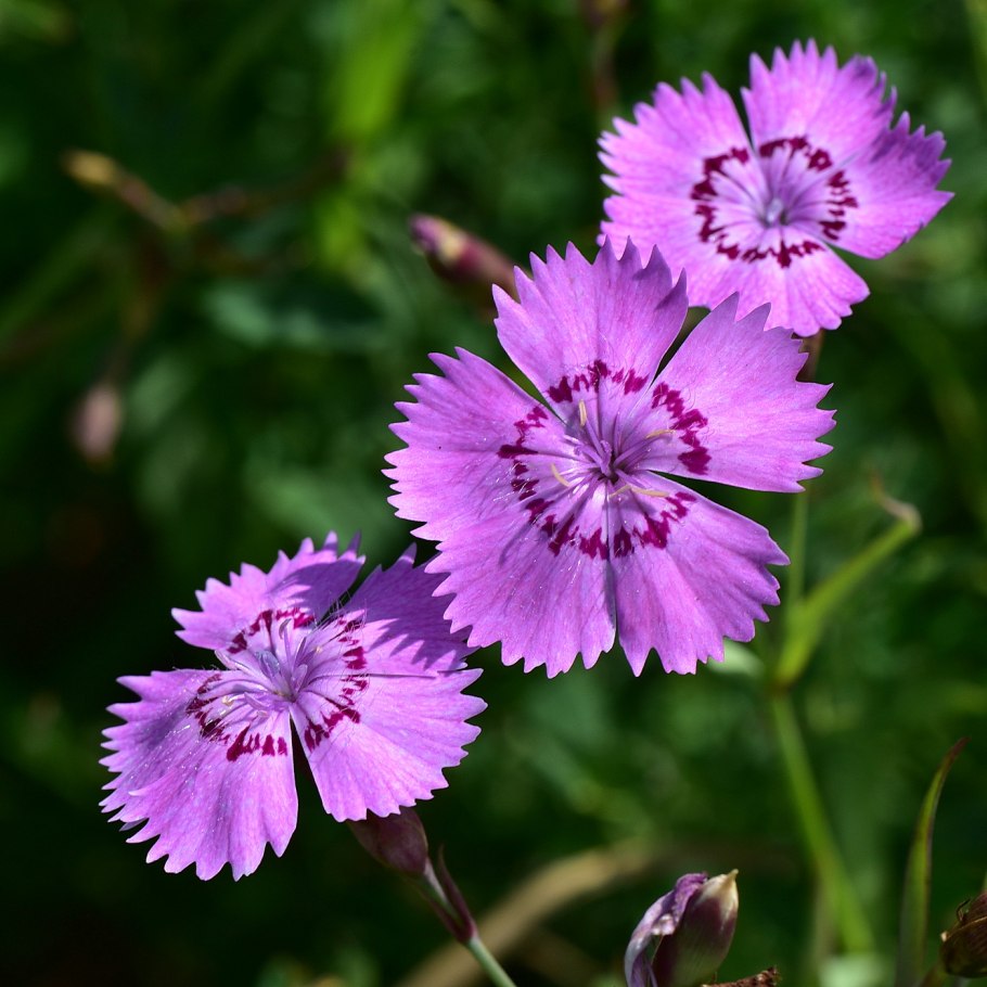 Гвоздика сизая Dianthus gratianopolitanus