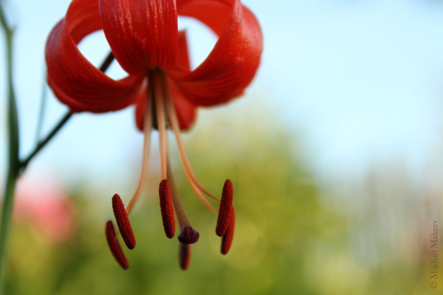 Лилия pumilum (tenuifolium)