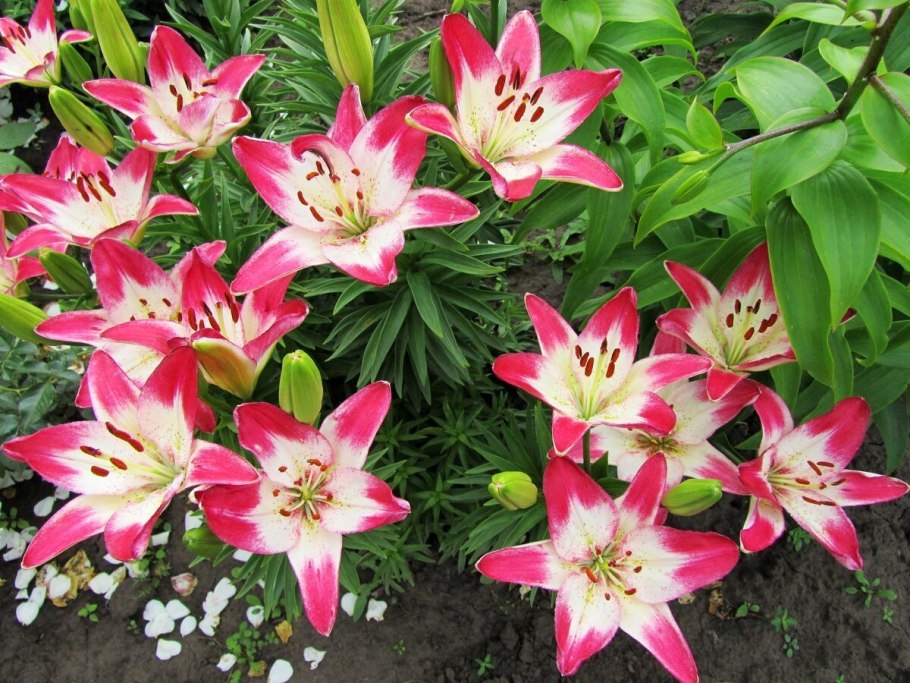 Лилия цветок карликовый