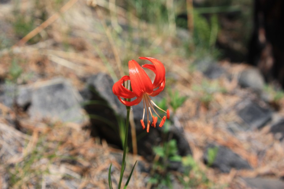 Лилия карликовая саранка