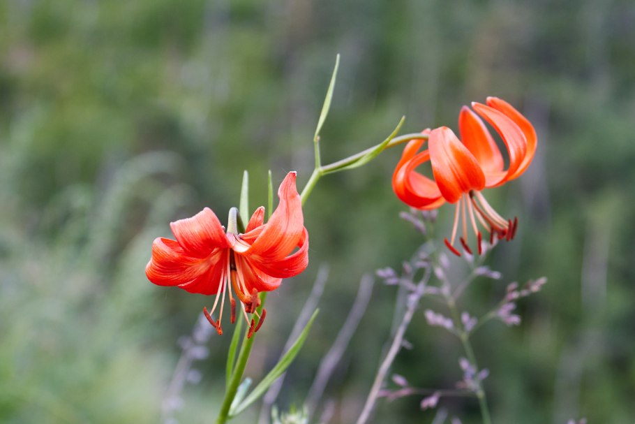 Лилия азиатская "баттер Пикси"