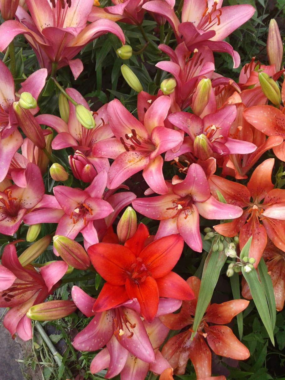 Лилия Ориентал микс