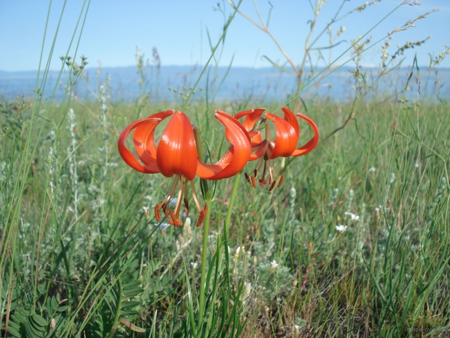 Красная саранка на Байкале