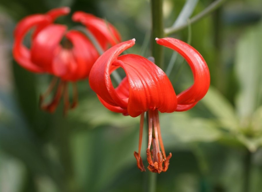 Лилия тонколистная Пумилум