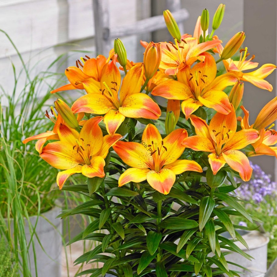 Лилия карликовая (Lilium pumilum)