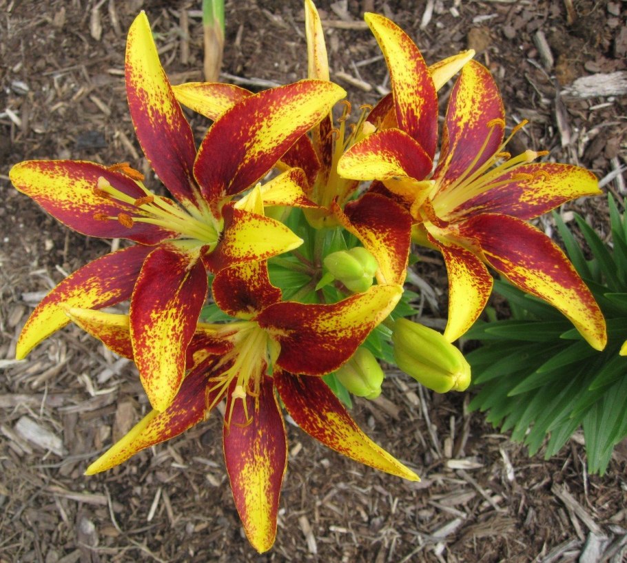 Лилия Abbeville's Pride