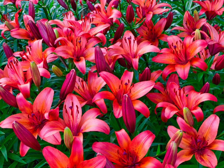 Лилия супербум