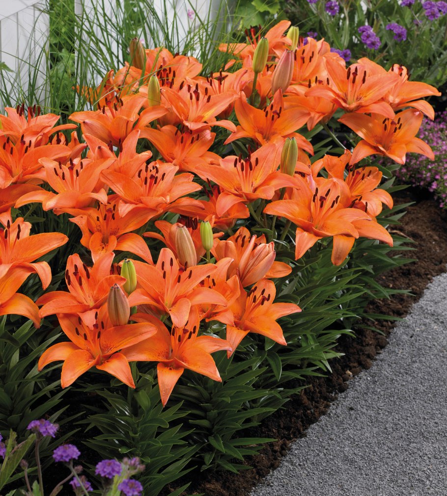 Лилии tiny Double you