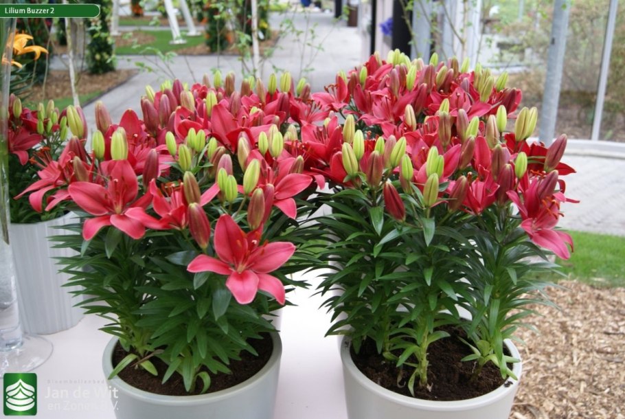 Лилия Элегант леди