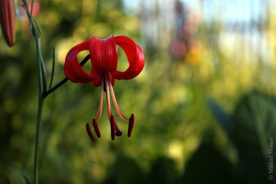 Лилия pumilum Пумилум